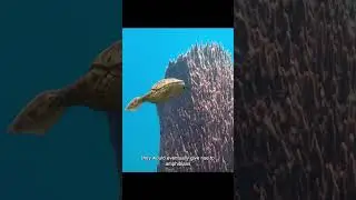 Origin of life on earth #part2 #animals #dinosaur #dinosaurs
