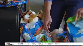 Billings healthcare providers donate teddy bears to domestic-violence victims