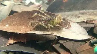 Kumomaezotombo eco