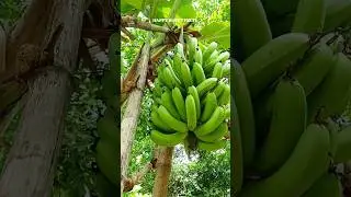 Harvest giant banana🍌 #fruit #giantbanana #shorts