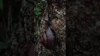 siput raksasa di tanah Dayak maanyan