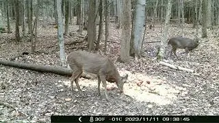 11 11 2023 opening morning of Quebec deer hunting season zone 5 West