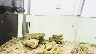 Peaceful Marine Tank Water Change | Calm Reef Maintenance (Non-Verbal)