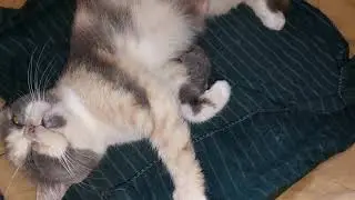 Overprotective Mother Cat Licks Her Kitten While Baby Struggles to Feed 😿