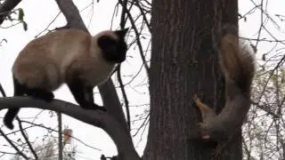 1-STASI SPY CAT VERSUS SQUIRREL