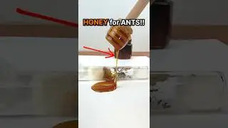 Giving my Ants HONEY!!🍯