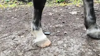 Nako NA-613d crush test under horse hooves