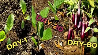 Growing Eggplants In My Vegetable Garden|Growing Brinjals  #eggplant #brinjals #garden