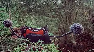 Dawn Chorus recorded by a pair of LOM basicUcho