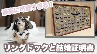 【リングドッグ】リングドッグとダックスの結婚証明書の紹介！