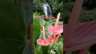 tanaman hias bunga anthurium merah tumbuh subur@laskartaru#bunga #anthurium #garden #flower #flowers