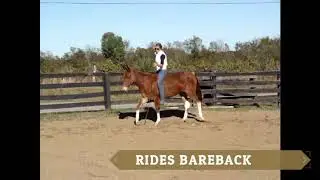 www.handrhorses.com EXTREMELY WELL BROKE SORREL MOLLY MULE, NECK REINS, BEEN SHOWN, TRAIL RIDES