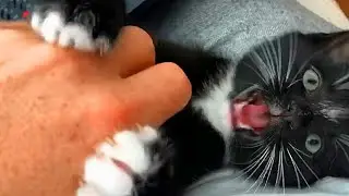 Why does my cat LICK ME and then BITE ME? 🐱