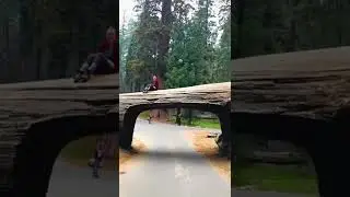 adventure as they drive through the astounding Tunnel Log in Sequoia National Park .