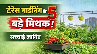 5 Big Myths About Terrace Gardening | Know the Truth #mangovarieties #mangoplant #myths 