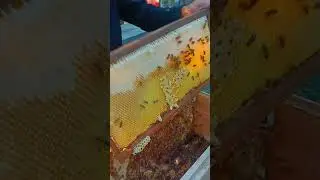 Fresh Honey Harvest Day From Kapok Tree Field #beekeeper #beekeeping #honey #harvestinghoney