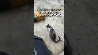 A Hungry Cat Crashed My Snack Time. #cat #viral #cutecat