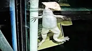 Our only non-fish African clawed frog business as usual breathe, swim, bump, hunt guppies, get stuck