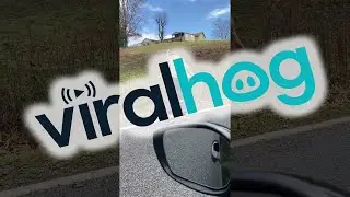 Woman Tries to Help Snapping Turtle off the Road || ViralHog
