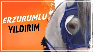5 Yaşındaki Cirit Atı 