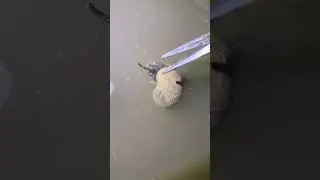 #dailyshorts #shortvideo #nature #trending #viral #naturelovers #Rynza