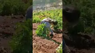 Harvesting a Giant Radish: A Moment of Strength and Dedication in the Heart of the Fields