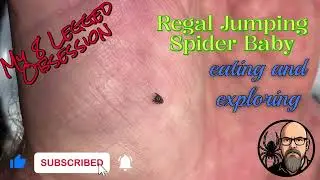 Baby Regal Jumper Eating and Exploring