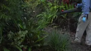 Mosquito Service