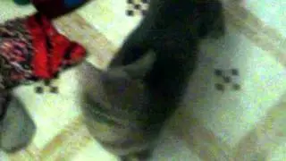 My Pets  Honey ,Luke ,Bella ,Rico ,DJ ,Alvin and Custard
