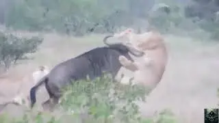 The Power of  Horns | Wildebeest Gets Mad And Uses Its Powerful Horn To Stab The Lion