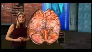 Circulation, Respiration & Breathing S113LS04