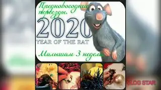 Крысятам 3 недели/Baby rats are 3 weeks old. #real_rats_from_perm #rats #крысы #реальные_крысявки