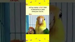 Улыбаемся и машем🦜😂#шорты #юмор #прикол #мем #memes #смех #funnyshorts #funnyvideos #смешнойшортс