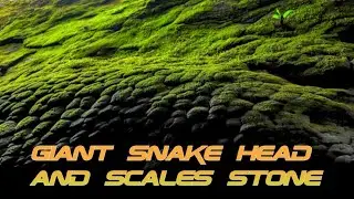 Giant Snake Scale Stone - Naka Cave Thailand Newly Discover