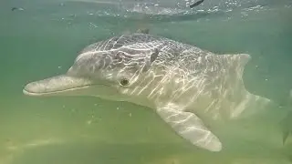 Dolphin encounters at Tin Can Bay