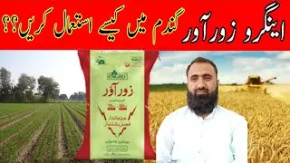 How to use Engro Zorawar in wheat crop | Use of acidic phosphorus in wheat | Bilal Kanju Official