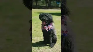 5 Dog Friendly Summer Activities| Waggle #mywaggle #waggle #petparents #pettravel #doglovers #dog