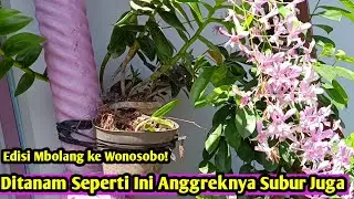 DITANAM SEPERTI INI ANGGREKNYA SUBUR JUGA, Anggrek Jadul Cantik #anggrek #caramenanamanggrek #orchid