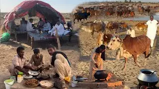 Cholistani Cows In Desert 🏜️ Toba! Rohi Life!