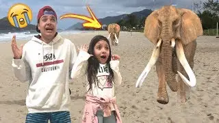 ANNY FINGE BRINCAR DE FUGIR DE ANIMAIS COM O SEU IRMÃO / Pretend Play to run away from the Elephant