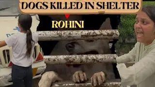 Dogs Killed In Animal Shelter At Rohini | Heartbreaking 