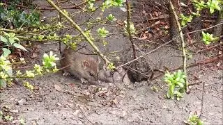 Rat in de grote Stad deel 2