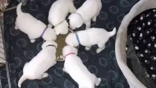KISHU INU !! Lithuania..Kishu puppies males for Sale!