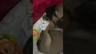 Watch till end | watch my puppy&rsquo;s sleeping moments #cocopug