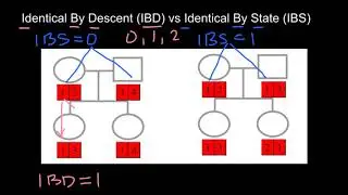 IBD  (Identical By Descent) vs IBS (Identical By State)