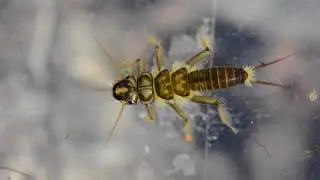 Golden Stonefly Nymphs