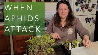 Aphid Infestation on Indoor Seedlings