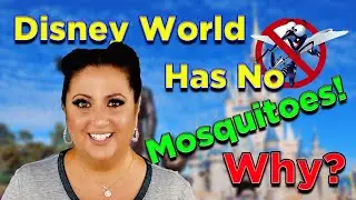 Disney World Has No Mosquitoes Why?