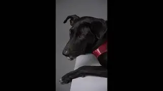 Wekkopet tank top dog wear