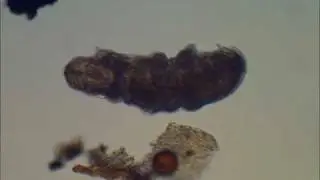 Tardigrade - Water Bear or Moss Piglet